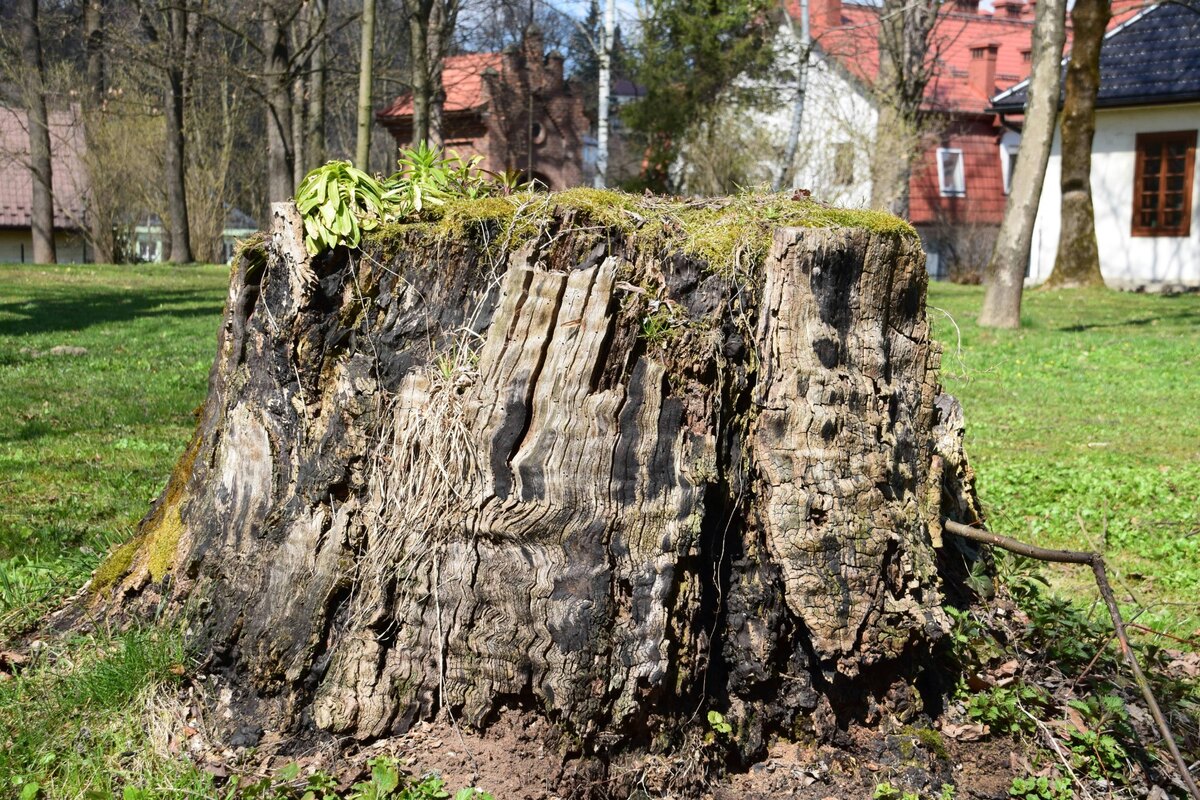 Large stump removal with professional grinding equipment in Cherokee County Georgia
