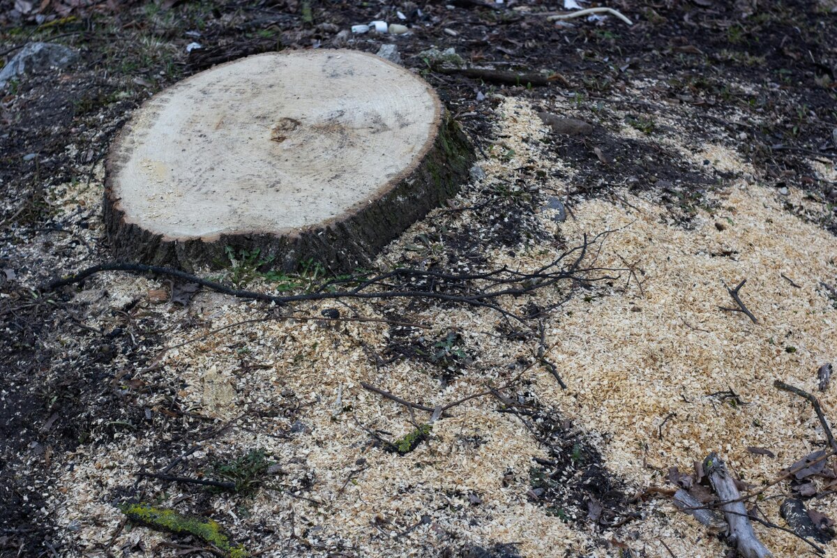 Residential stump grinding in a Cherokee County Georgia yard