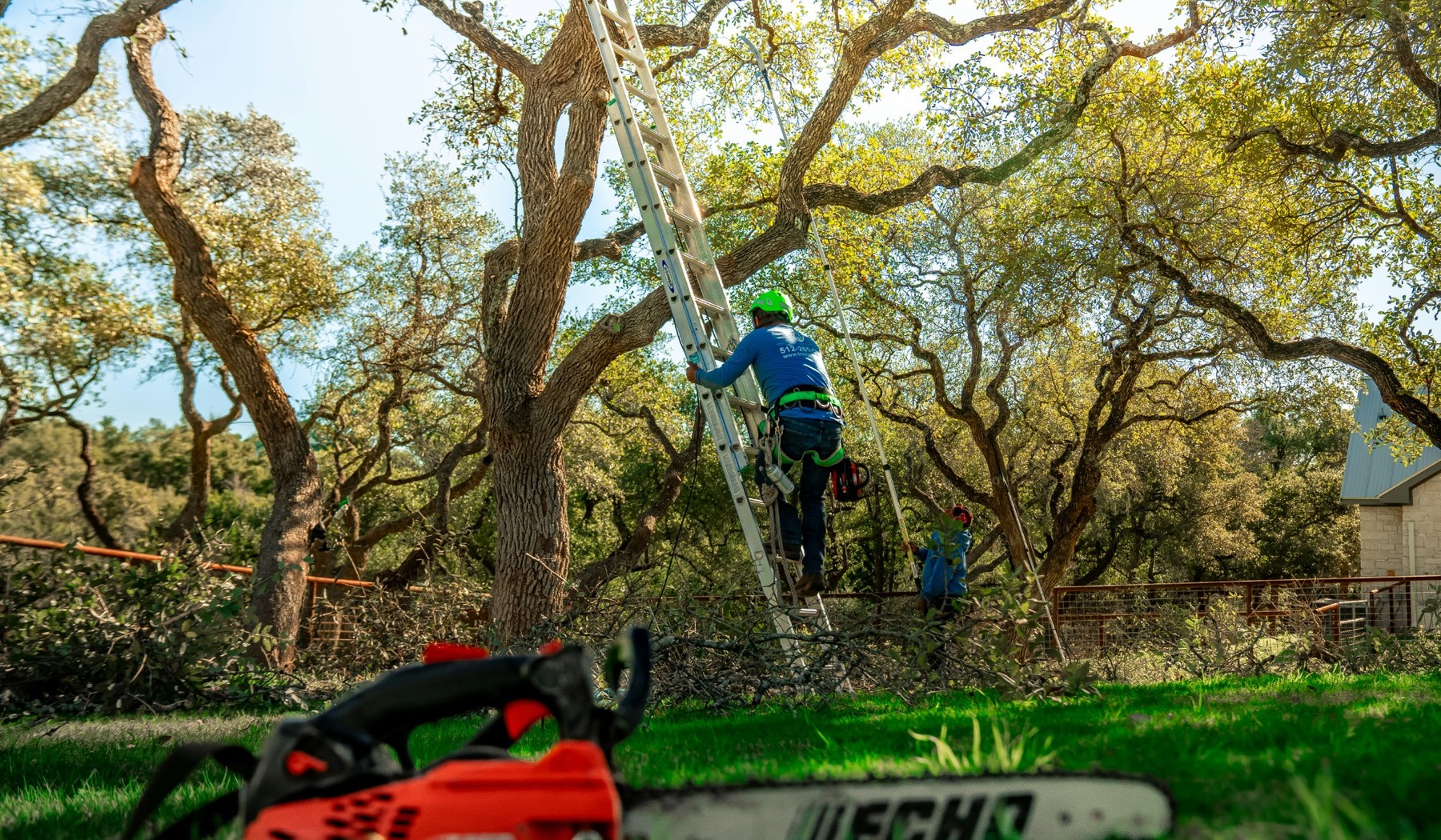 Tree care crew evaluating canopy access and branch conditions in Cherokee County Georgia