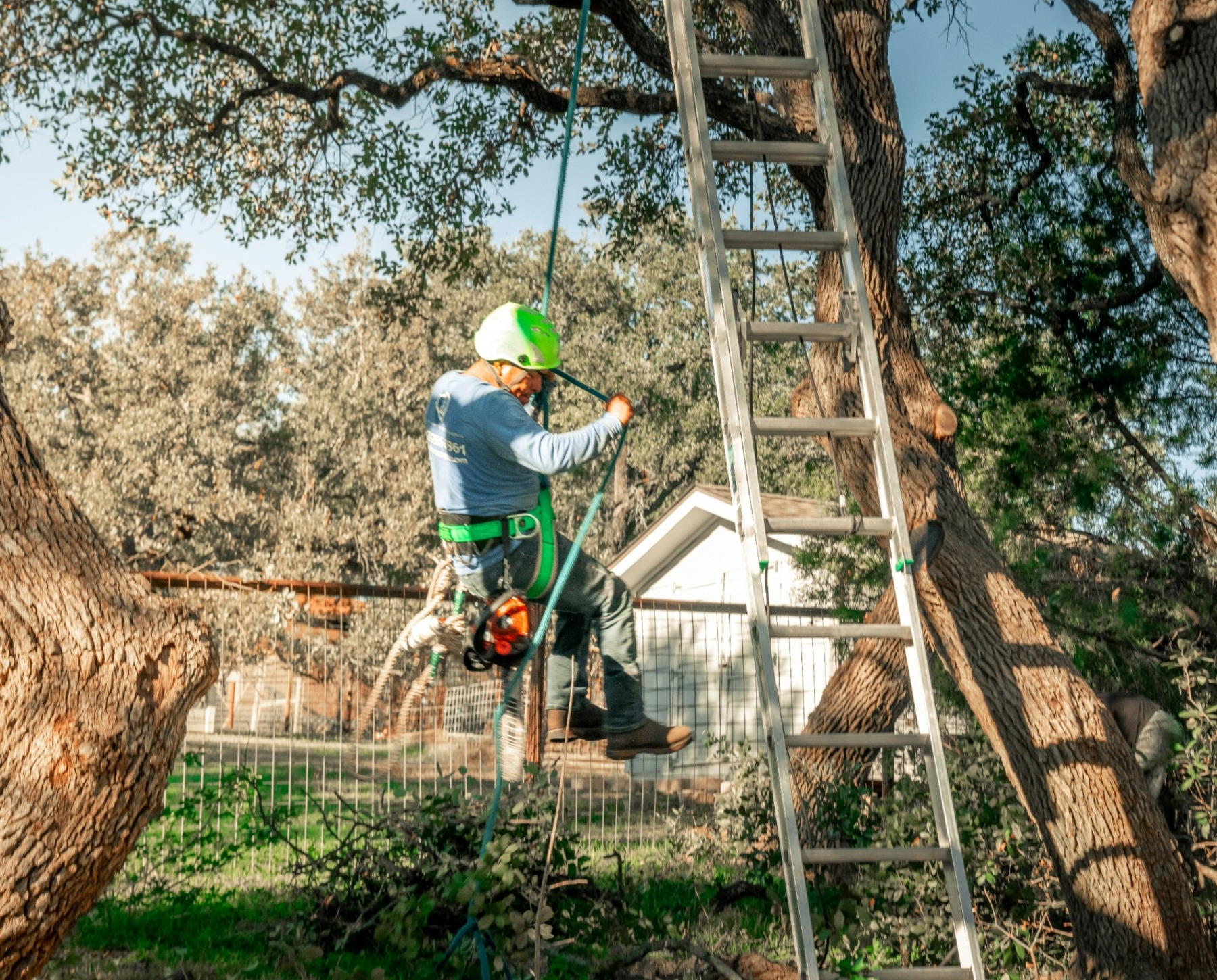 Professional tree shaping and pruning in a Cherokee County residential yard