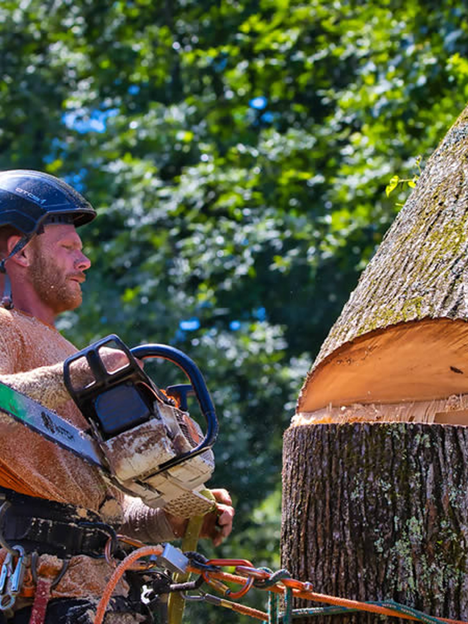 Residential tree removal in Cherokee County Georgia